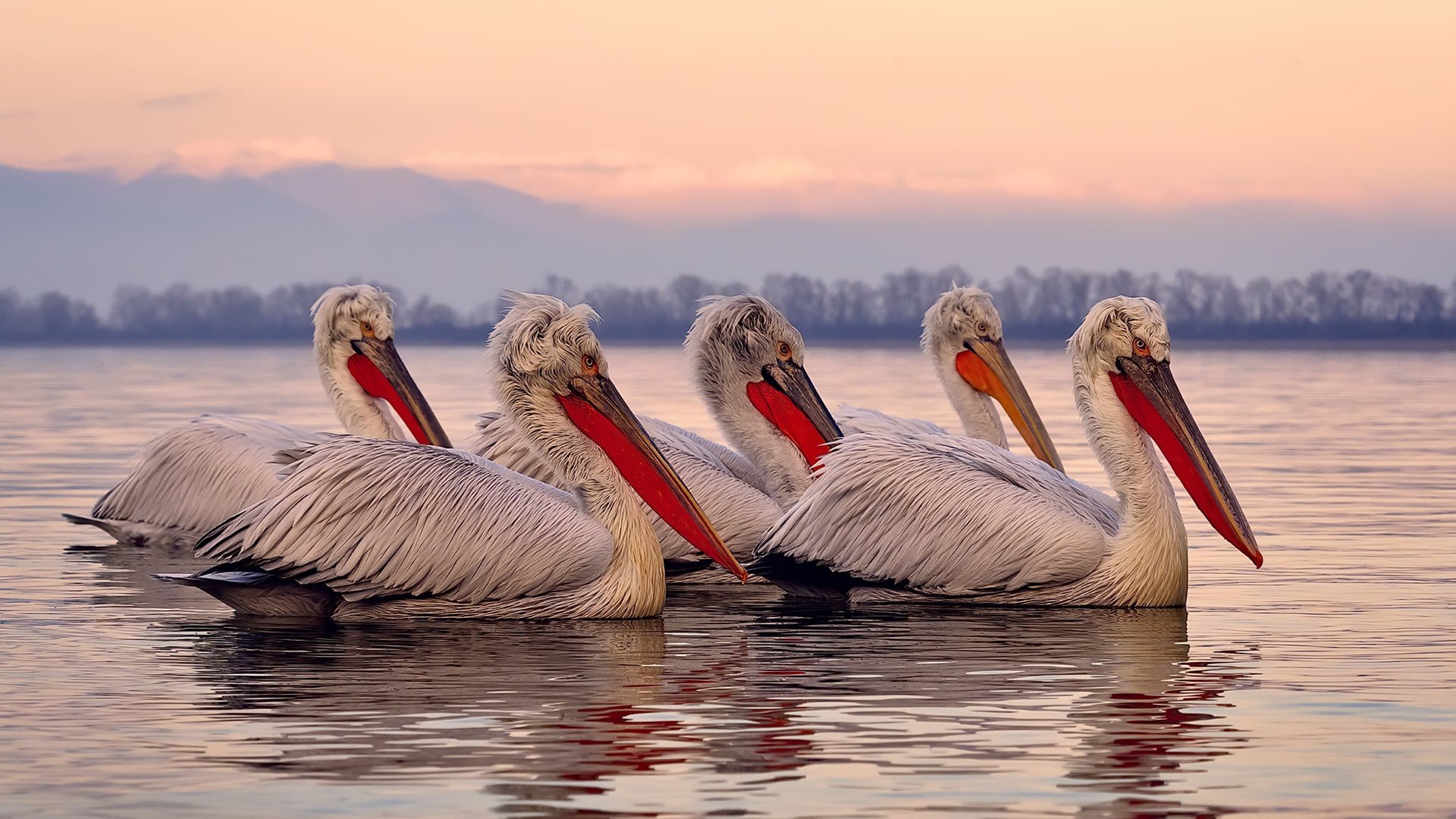 乐鱼体育在线官网-奋力一搏!李冰洁决赛展现顽强意志,李冰洁个人简介