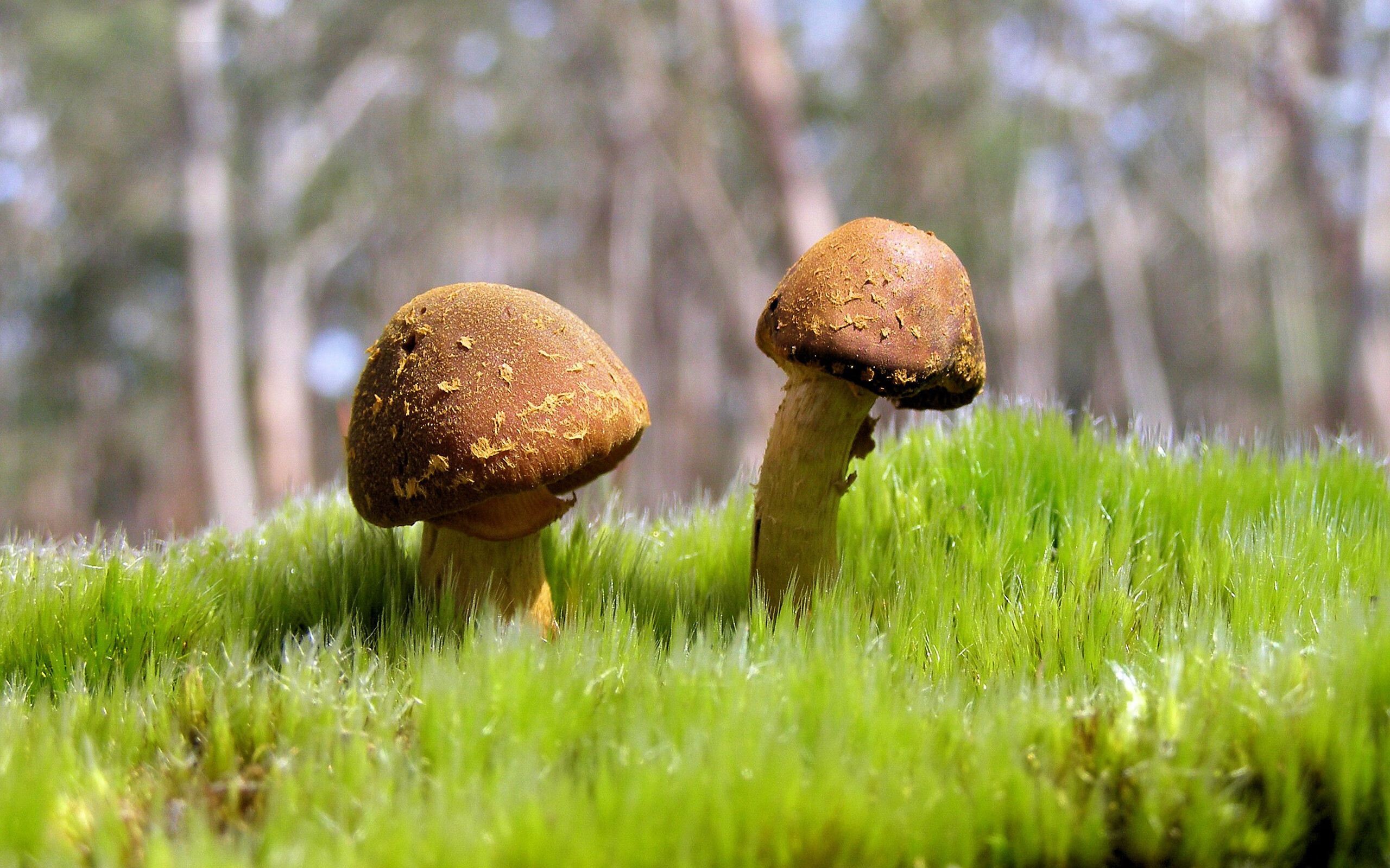 乐鱼体育在线入口-张雨霏热身赛中打破赛会纪录,张雨霏比赛结果