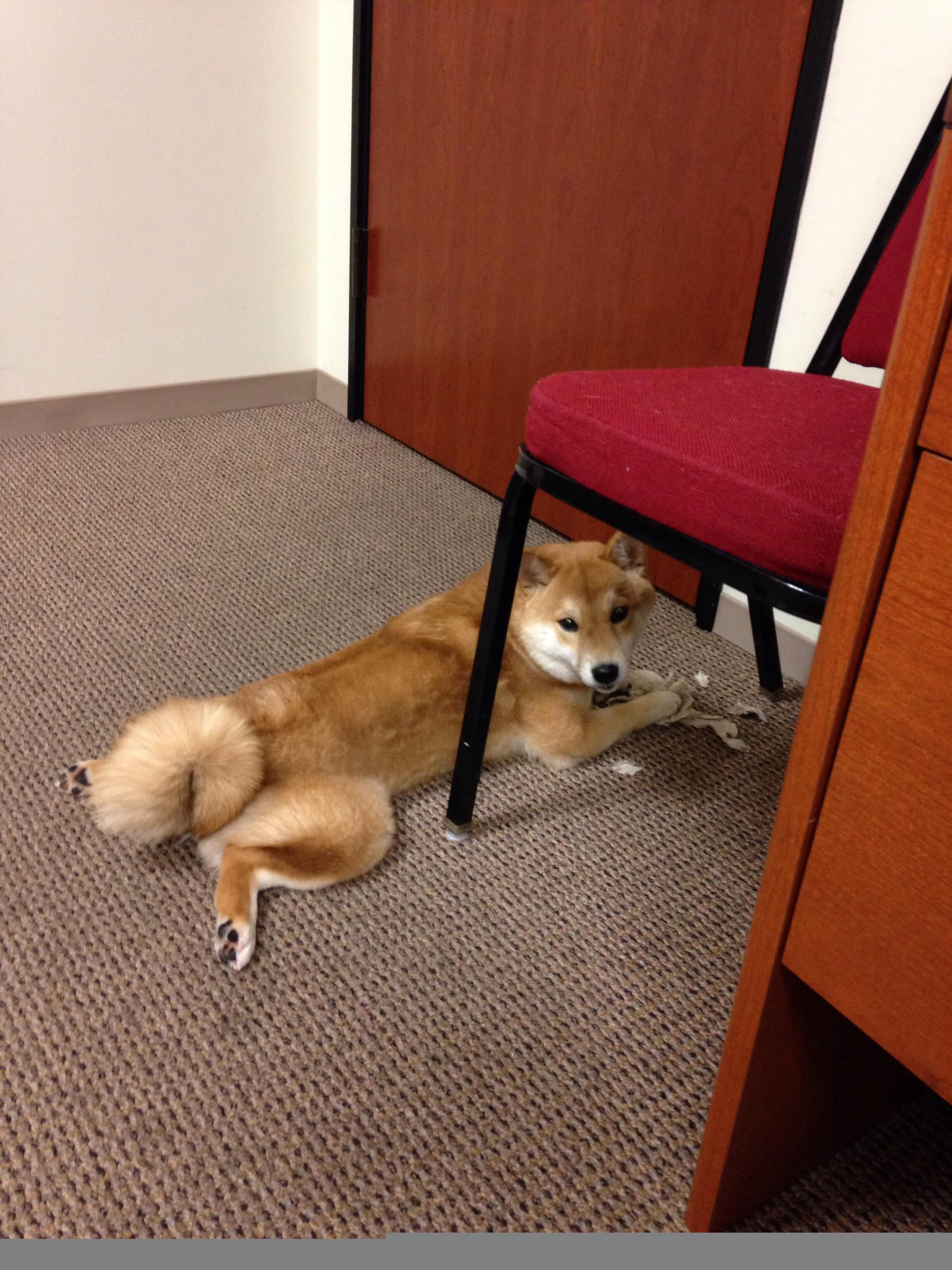 乐鱼体育官网下载-新西兰橄榄球赛事成为国际品牌合作的重要平台，新西兰橄榄球比赛